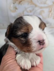 YORKSHIRE TERRIER PUPPIES - Photo 10