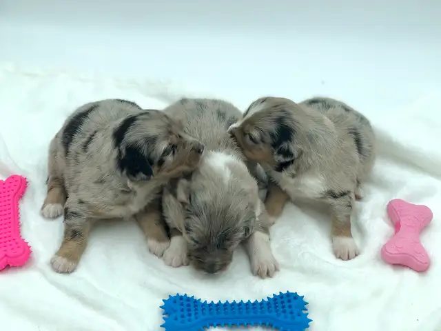 AUSTRALIAN SHEPHERD PUPS