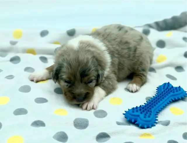 AUSTRALIAN SHEPHERD PUPS - Photo 2