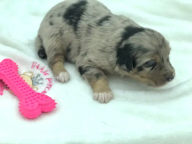 AUSTRALIAN SHEPHERD PUPS - Photo 3