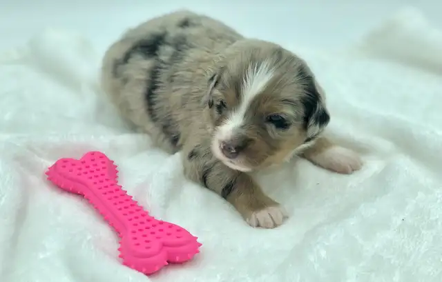 AUSTRALIAN SHEPHERD PUPS - Photo 4