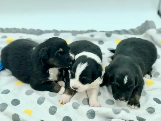 AUSTRALIAN SHEPHERD PUPS - Photo 5
