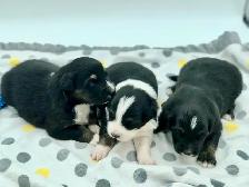 AUSTRALIAN SHEPHERD PUPS - Photo 5