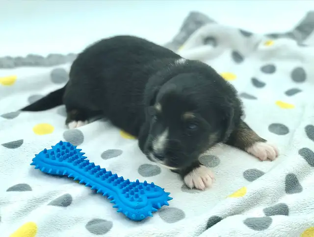 AUSTRALIAN SHEPHERD PUPS - Photo 6