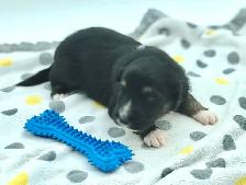 AUSTRALIAN SHEPHERD PUPS - Photo 6