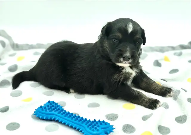 AUSTRALIAN SHEPHERD PUPS - Photo 7