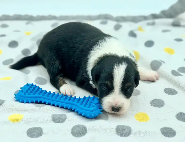 AUSTRALIAN SHEPHERD PUPS - Photo 8