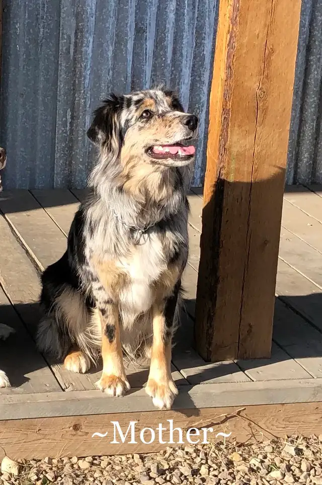 AUSTRALIAN SHEPHERD PUPS - Photo 9