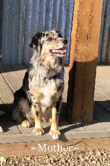 AUSTRALIAN SHEPHERD PUPS - Photo 9