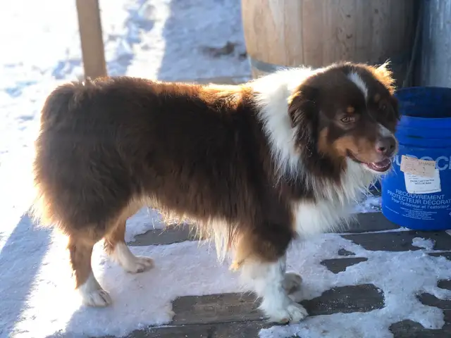 AUSTRALIAN SHEPHERD PUPS - Photo 10