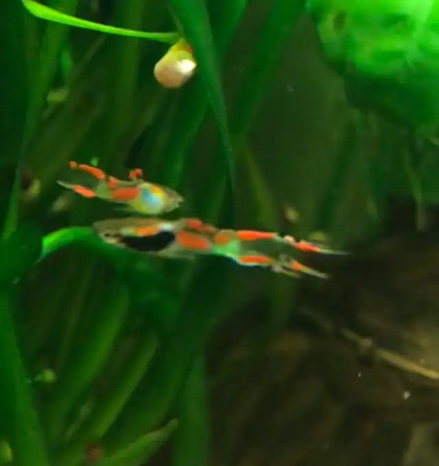 poisson d’aquarium guppy,Platy, escargots et plantes - Photo 6