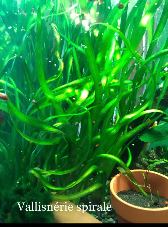 poisson d’aquarium guppy,Platy, escargots et plantes - Photo 7