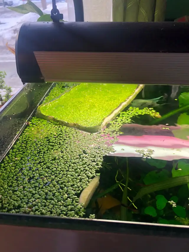 poisson d’aquarium guppy,Platy, escargots et plantes - Photo 8