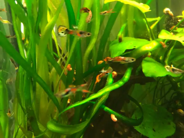 poisson d’aquarium guppy,Platy, escargots et plantes - Photo 9