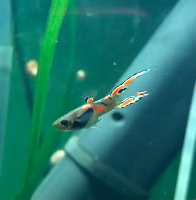 poisson d’aquarium guppy,Platy, escargots et plantes - Photo 10