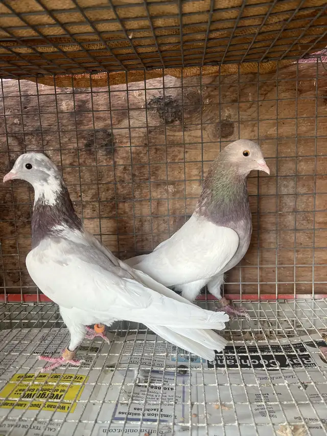 pigeons for sale