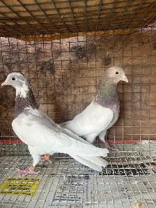 pigeons for sale