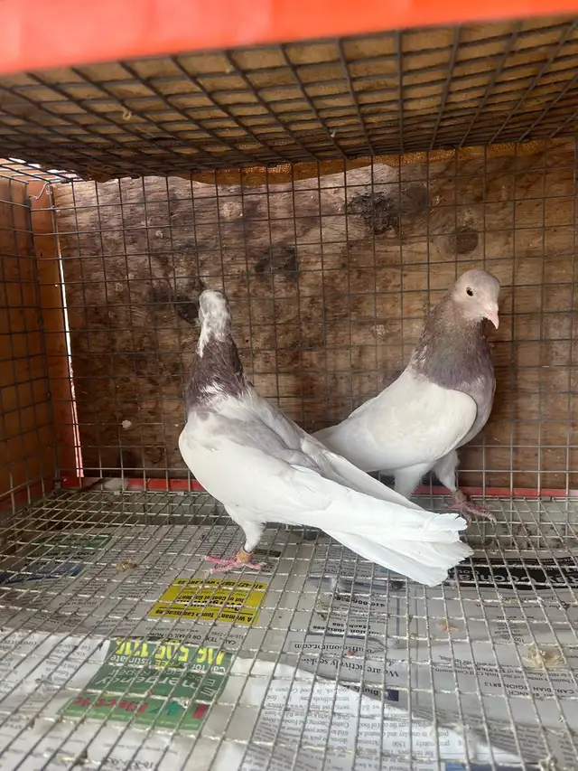 pigeons for sale - Photo 2
