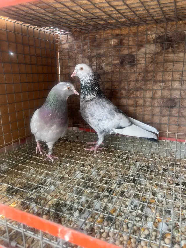 pigeons for sale - Photo 3