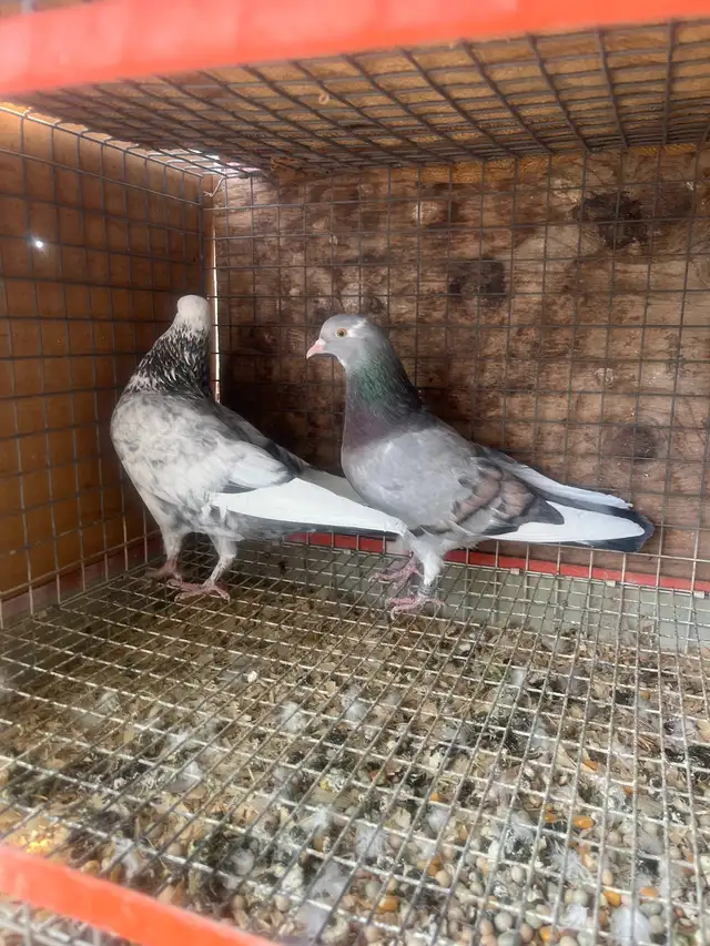 pigeons for sale - Photo 4