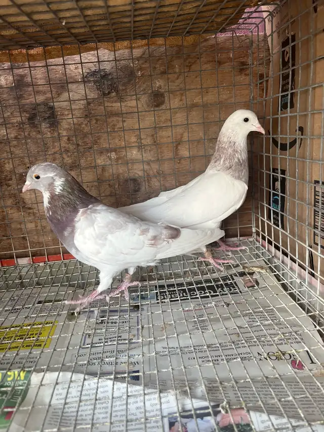 pigeons for sale - Photo 5