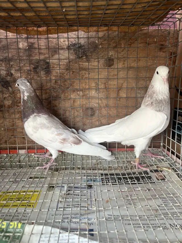pigeons for sale - Photo 6
