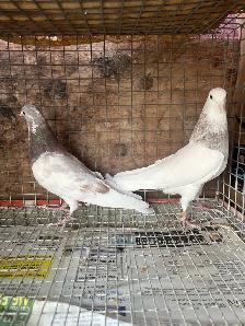 pigeons for sale - Photo 6