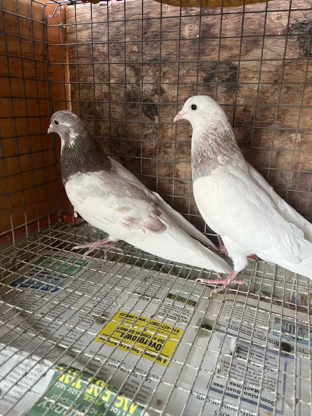 pigeons for sale - Photo 7