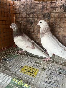 pigeons for sale - Photo 7