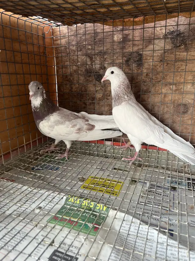 pigeons for sale - Photo 8