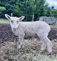 Ewe lambs for sale