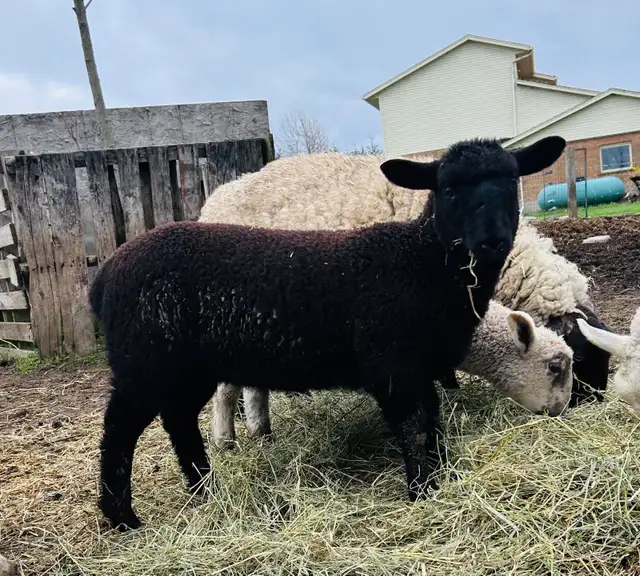Ewe lambs for sale - Photo 2