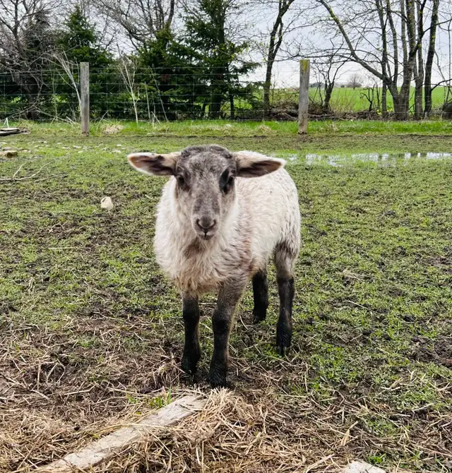 Ewe lambs for sale - Photo 3