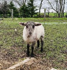 Ewe lambs for sale - Photo 3
