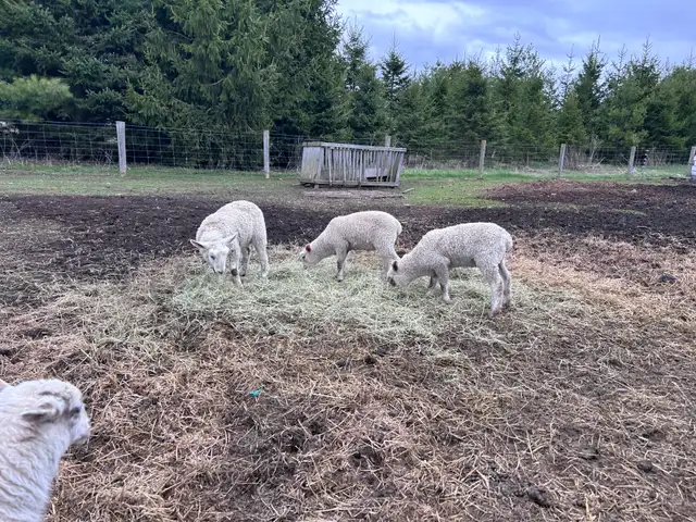 Ewe lambs for sale - Photo 4