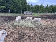 Ewe lambs for sale - Photo 4