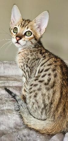 Purebred Registered Savannah Kitten