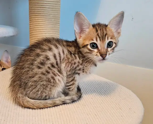Purebred Registered Savannah Kitten - Photo 2