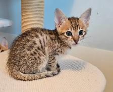 Purebred Registered Savannah Kitten - Photo 2