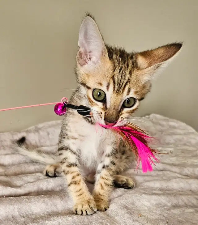 Purebred Registered Savannah Kitten - Photo 3