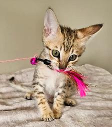Purebred Registered Savannah Kitten - Photo 3