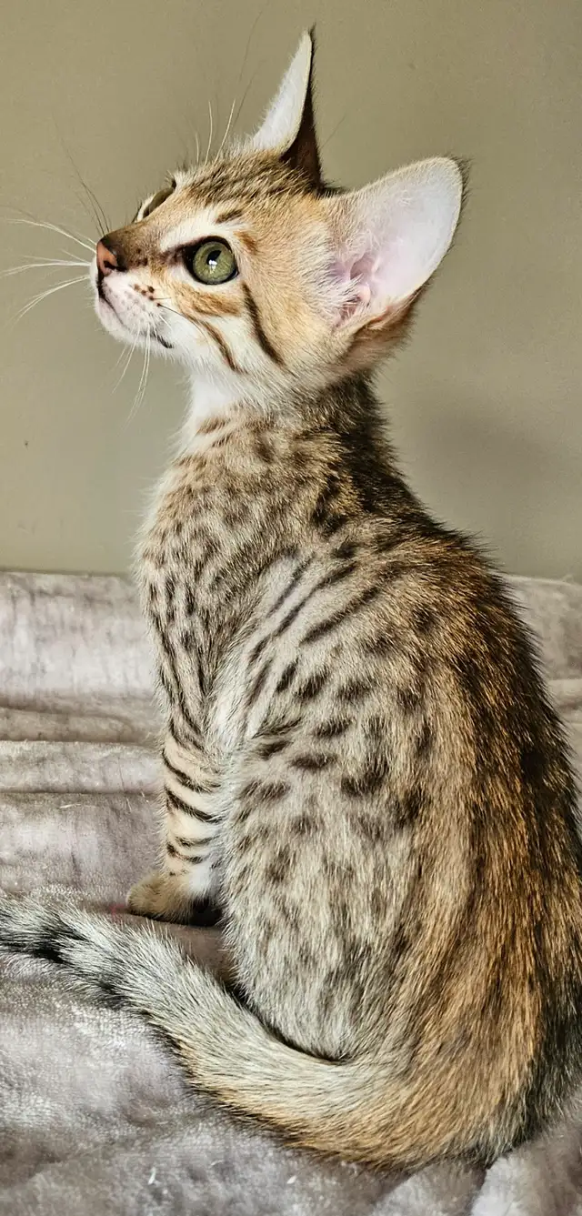 Purebred Registered Savannah Kitten - Photo 4