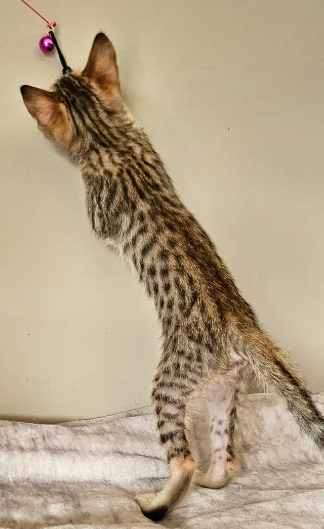 Purebred Registered Savannah Kitten - Photo 5