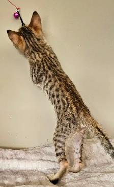Purebred Registered Savannah Kitten - Photo 5