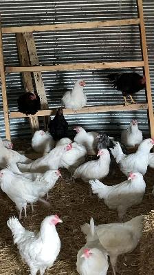 3 month old rooster.