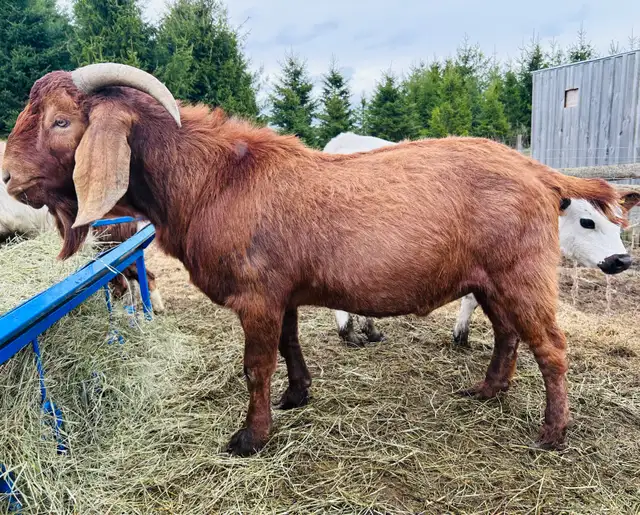 Boer buck for sale