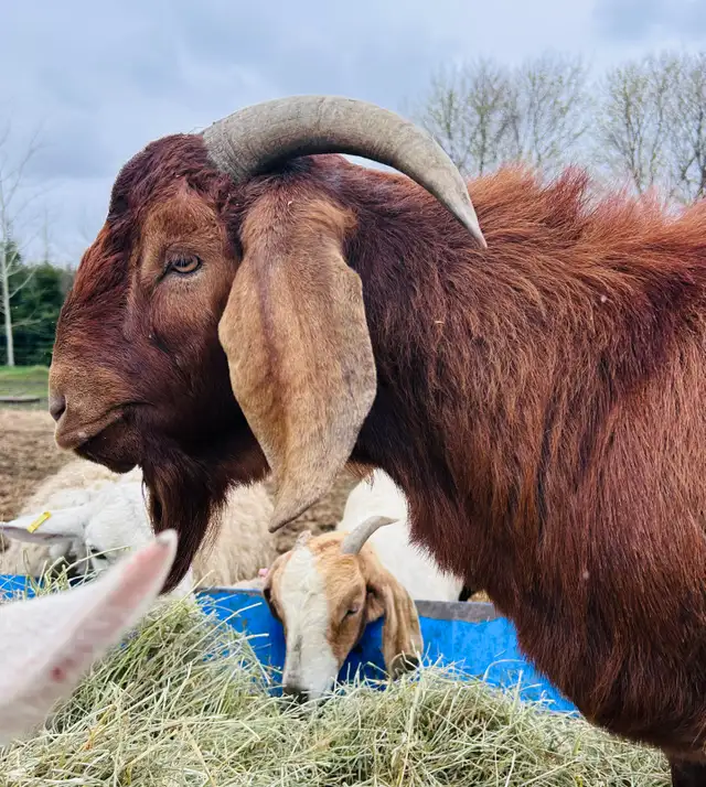 Boer buck for sale - Photo 2