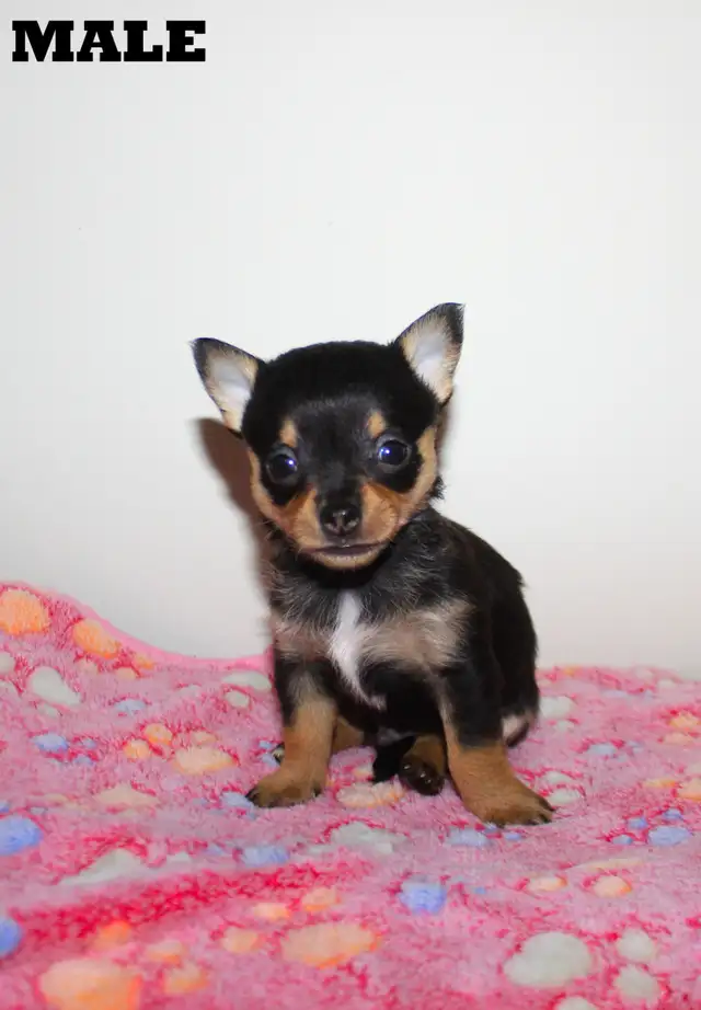Chihuahua Puppy Medium Coat - Ready to Go