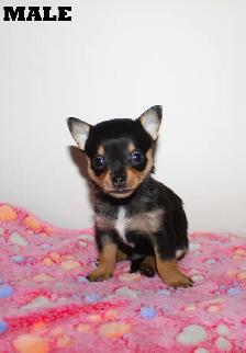 Chihuahua Puppy Medium Coat - Ready to Go
