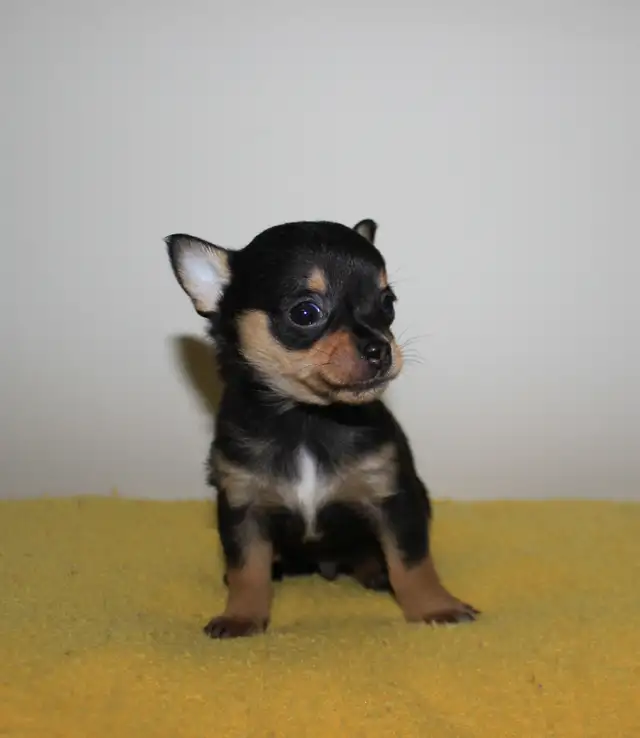 Chihuahua Puppy Medium Coat - Ready to Go - Photo 2